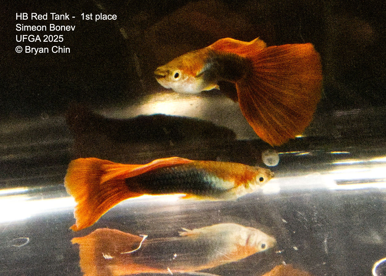 Guppy HB Red